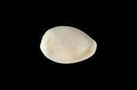 藏品(金環寶螺)的圖片